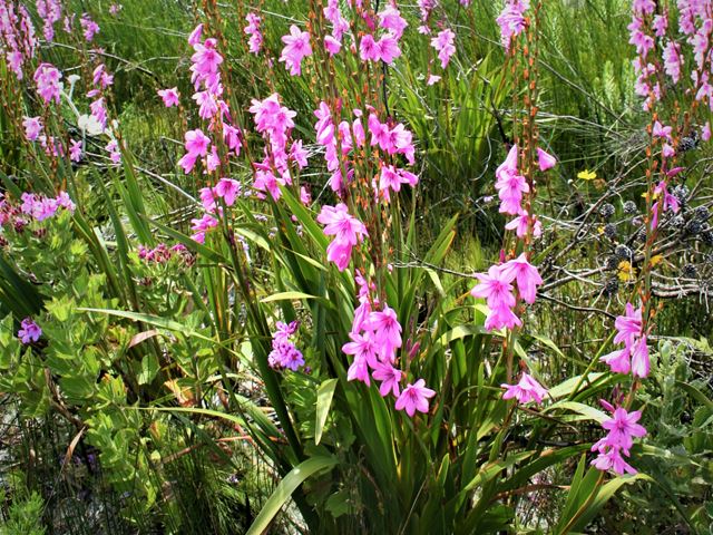 Watsonia borbonica clump forming
